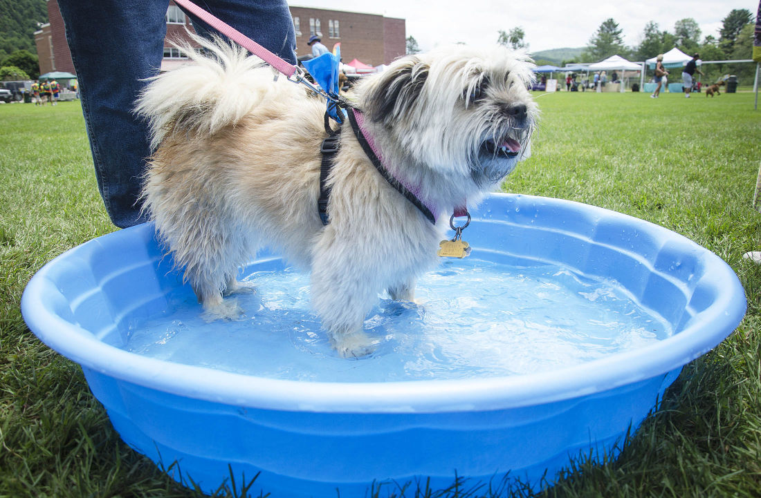 062215-nws-woofstock03.jpg